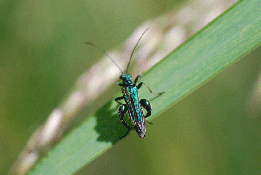 Coleottero da identificare